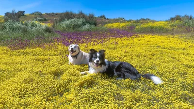 Best pet insurance in California (CA) November 2023