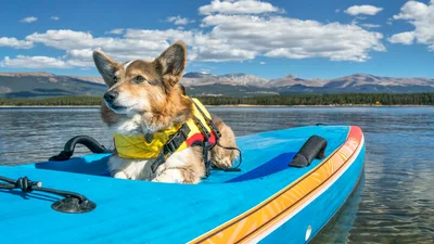 Best pet insurance in Colorado (CO) November 2023