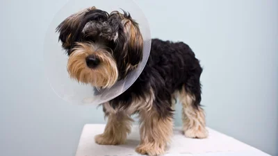 Does pet insurance cover spaying and neutering? 
